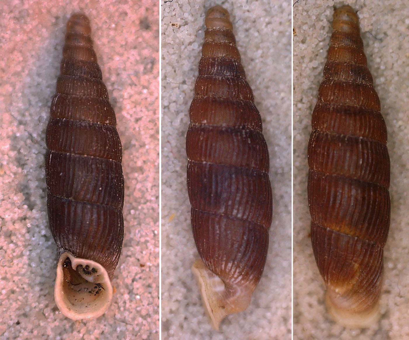 Predjama - HR - Clausiliidae da identificare